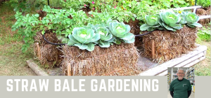 Photo: Straw bale Gardening